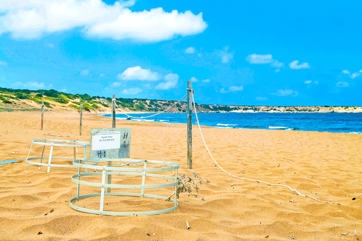 Turtle Nest Protection, Cages, Caretta Beach