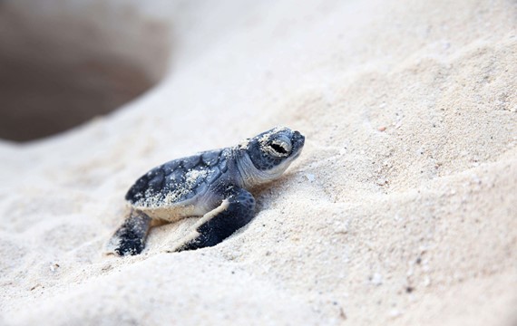 beach baby turtle north cyprus